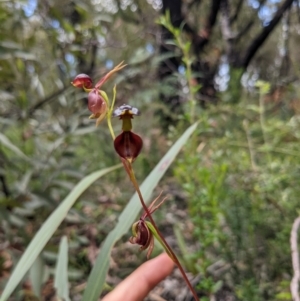 Caleana major at Yadboro, NSW - 23 Jan 2022