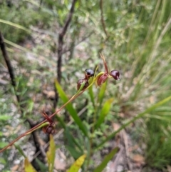 Caleana major at Yadboro, NSW - 23 Jan 2022