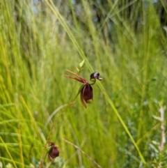 Caleana major (Large Duck Orchid) at Morton National Park - 23 Jan 2022 by WalterEgo