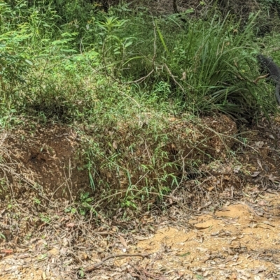 Varanus varius (Lace Monitor) at Flat Rock State Forest - 23 Jan 2022 by WalterEgo