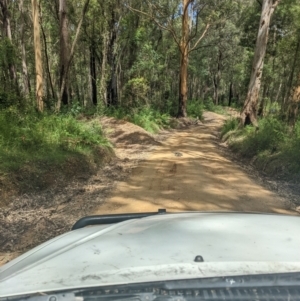 Varanus varius at Yadboro, NSW - 23 Jan 2022