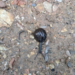 Pommerhelix mastersi (Merimbula Woodland Snail) at Yadboro, NSW - 23 Jan 2022 by WalterEgo