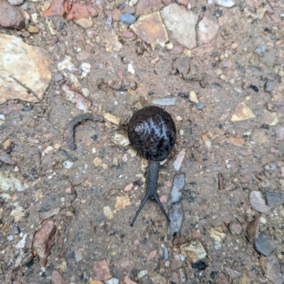 Pommerhelix mastersi (Merimbula Woodland Snail) at Yadboro, NSW - 23 Jan 2022 by WalterEgo