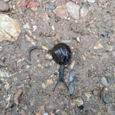 Pommerhelix mastersi (Merimbula Woodland Snail) at Morton National Park - 22 Jan 2022 by WalterEgo