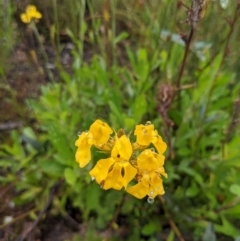 Goodenia sp. (TBC) at Morton National Park - 22 Jan 2022 by WalterEgo