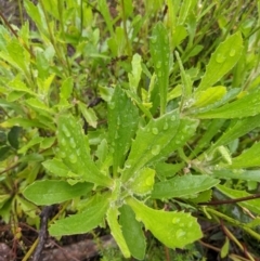 Goodenia glomerata at Yadboro, NSW - 23 Jan 2022 10:53 AM