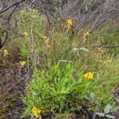 Goodenia glomerata at Yadboro, NSW - 23 Jan 2022 10:53 AM