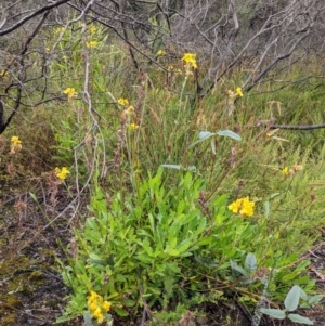 Goodenia glomerata at Yadboro, NSW - 23 Jan 2022