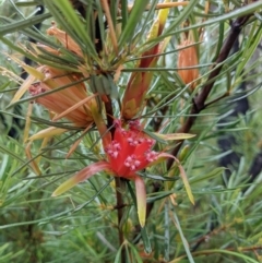 Lambertia formosa (Mountain Devil) at Yadboro, NSW - 23 Jan 2022 by WalterEgo