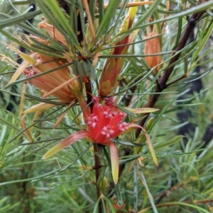 Lambertia formosa at Yadboro, NSW - 23 Jan 2022