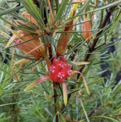Lambertia formosa (Mountain Devil) at Yadboro, NSW - 22 Jan 2022 by WalterEgo