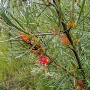 Lambertia formosa at Yadboro, NSW - 23 Jan 2022 10:50 AM