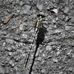 Austrogomphus guerini (Yellow-striped Hunter) at Paddys River, ACT - 23 Jan 2022 by JohnBundock