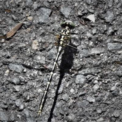 Austrogomphus guerini (Yellow-striped Hunter) at Paddys River, ACT - 22 Jan 2022 by JohnBundock