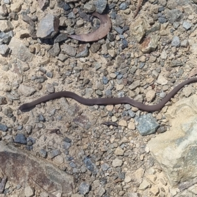 Drysdalia coronoides (White-lipped Snake) at Namadgi National Park - 23 Jan 2022 by Kristy