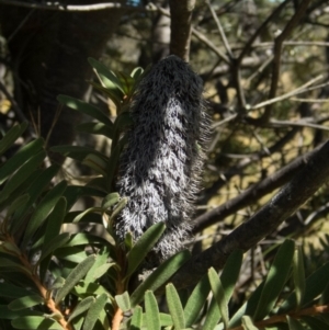 Banksia marginata at Conder, ACT - 23 Jan 2022 04:19 PM