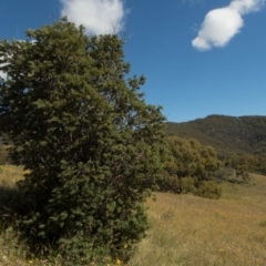 Banksia marginata at Conder, ACT - 23 Jan 2022