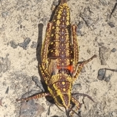 Monistria concinna (Southern Pyrgomorph) at Cotter River, ACT - 23 Jan 2022 by Kristy