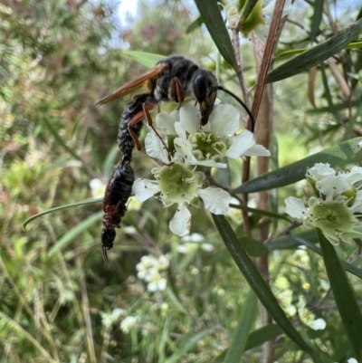 Tiphiidae (family) (Unidentified Smooth flower wasp) at Murrumbateman, NSW - 19 Jan 2022 by SimoneC