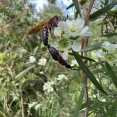 Tiphiidae (family) at Murrumbateman, NSW - 19 Jan 2022