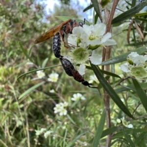 Tiphiidae sp. (family) at Murrumbateman, NSW - 19 Jan 2022