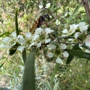 Tiphiidae sp. (family) at Murrumbateman, NSW - 19 Jan 2022