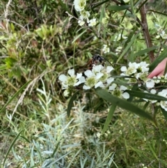 Tiphiidae (family) at Murrumbateman, NSW - 19 Jan 2022