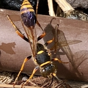 Sceliphron formosum at Bruce, ACT - 23 Jan 2022