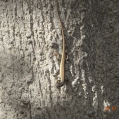 Eulamprus heatwolei (Yellow-bellied Water Skink) at Cotter Reserve - 23 Jan 2022 by GirtsO