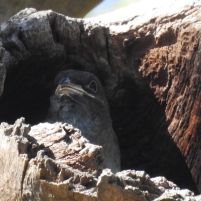 Eurystomus orientalis (Dollarbird) at Lions Youth Haven - Westwood Farm A.C.T. - 23 Jan 2022 by HelenCross