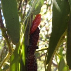 Delias harpalyce at Stromlo, ACT - 23 Jan 2022