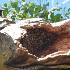 Apis mellifera (European honey bee) at Lions Youth Haven - Westwood Farm A.C.T. - 23 Jan 2022 by HelenCross