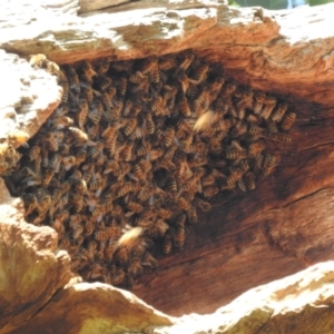 Apis mellifera at Stromlo, ACT - suppressed