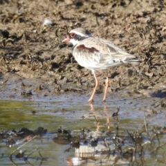 Charadrius melanops (Black-fronted Dotterel) at Kambah, ACT - 23 Jan 2022 by HelenCross