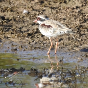 Charadrius melanops at Kambah, ACT - suppressed