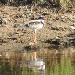 Charadrius melanops at Kambah, ACT - suppressed