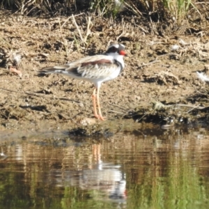 Charadrius melanops at Kambah, ACT - suppressed