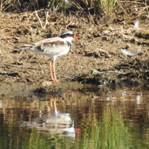 Charadrius melanops at Kambah, ACT - 23 Jan 2022