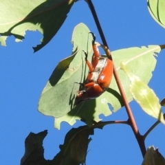 Anoplognathus montanus (Montane Christmas beetle) at Lions Youth Haven - Westwood Farm A.C.T. - 23 Jan 2022 by HelenCross