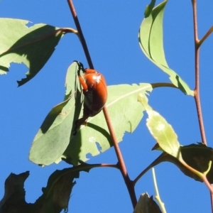 Anoplognathus montanus at Tuggeranong, ACT - suppressed