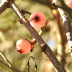 Amyema cambagei (Sheoak Mistletoe) at Lions Youth Haven - Westwood Farm A.C.T. - 23 Jan 2022 by HelenCross