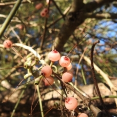 Amyema cambagei at Paddys River, ACT - 23 Jan 2022