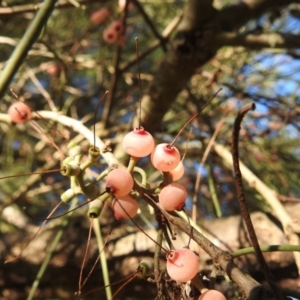 Amyema cambagei at Paddys River, ACT - 23 Jan 2022