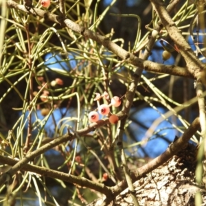 Amyema cambagei at Paddys River, ACT - suppressed