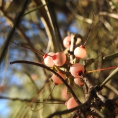 Amyema cambagei at Paddys River, ACT - 23 Jan 2022