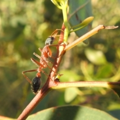 Myrmecia nigriceps (Black-headed bull ant) at Lions Youth Haven - Westwood Farm A.C.T. - 23 Jan 2022 by HelenCross