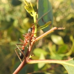 Myrmecia nigriceps at Kambah, ACT - 23 Jan 2022