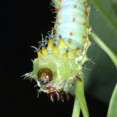 Opodiphthera eucalypti at Rosedale, NSW - 22 Jan 2022