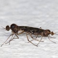 Sylvicola dubius at Melba, ACT - 6 Nov 2021 11:39 PM