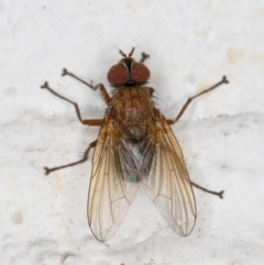 Unverified True fly (Diptera) at Melba, ACT - 6 Nov 2021 by kasiaaus